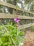 Wild Showy milkwort Asemeia violacea occurs naturally in pinelands, prairies and open disturbed areas throughout Florida