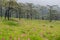 Wild siam tulips blooming field