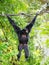 Wild Siamang Gibbon