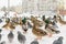 Wild Siberian ducks, mallards, next to pigeons, stand on the snow-covered sidewalk