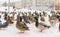 Wild Siberian ducks, mallards, next to pigeons, stand on the snow-covered sidewalk