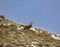 Wild Siberian ibex or mountain goat stands on a grassy slope