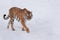 Wild siberian tiger is chasing its prey on white snow. Animals in wildife.