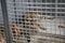 Wild Siberian tiger kept in cage inside a circus menagerie - animal abuse