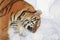 Wild siberian tiger rests on white snow.