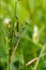 Wild side praying mantis on a green brown branch