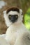 Wild sifaka lemur, Madagascar