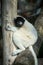 wild sifaka lemur standing on tree branch