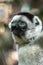 Wild sifaka lemur, Verreaux sifaka, portrait, endemic,rare,andangered, Madagascar.