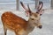 Wild Sika deer walking in city, Nara, Japan