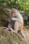 A wild silly albino macaque