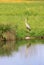 Wild silver egret, reflecting in a pond