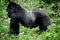 Wild silverback mountain gorilla