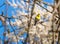 Wild singing bird canary reel sitting on branches on  background of flowering trees in spring garden