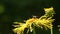 Wild single bee Osmia (Osmia cornuta) is a wonderful pollinator gardens