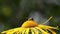 Wild single bee Osmia (Osmia cornuta) is a wonderful pollinator gardens