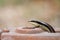 Wild skink small size tropical lizard in family Scincidae