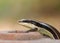 Wild skink small size tropical lizard in family Scincidae