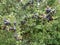 Wild Sloe Berries Detail