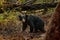 Wild sloth bear, Melursus ursinus, in the forest of Wilpattu national park, Sri Lanka. Sloth bear staring directly at camera, wild