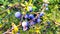 Wild slow berries on branch closeup photo