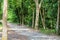 Wild small boar crossing the trail in Chek Jawa Wetlands Nature Preserve mangrove forest on Pulau Ubin Island in Singapore