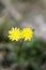 Wild small white flower close up fifty megapixels hypochaeris radicata family asteraceae high quality prints