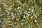 Wild small white flowers in green grass. Caryophyllaceae, Gypsophila Rosenschleier. White wood flowers. Stellaria graminea is a