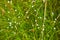 Wild small white flowers in green grass. Stitchwort, Lesser - Stellaria gramineae. White wood flowers. Stellaria graminea is a s