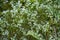 Wild small white flowers in green grass. Stitchwort, Lesser - Stellaria gramineae. White wood flowers. Stellaria graminea is a s