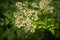 Wild small white flowers in green grass. White wood flowers.