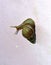 Wild snail on a pink background