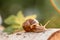 Wild snails clinging to the grass in forest. Copse snail gliding on the plant in the garden