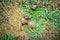 Wild snails crawling on a dewy green grass