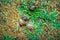 Wild snails crawling on a dewy green grass