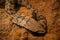 Wild snake close up in the nature habitat. Wild brasil, brasilian wildlife, pantanal, green jungle, south american