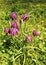 Wild Snake`s-head Fritillary - Fritillaria meleagris, Worcestershire