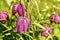 Wild Snake`s-head Fritillary - Fritillaria meleagris, Worcestershire