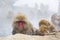 Wild Snow Monkey Facial Expressions: Drowsiness