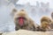Wild Snow Monkey Facial Expressions: The Stare