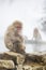 Wild Snow Monkey Mom Asleep while Holding Baby