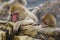 Wild Snow Monkey Mom Asleep on the Rocks