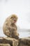 Wild Snow Monkey Mom Shielding Baby from Cold