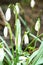 Wild Snowdrops in blossom, early spring