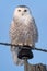 Wild Snowy Owl in Wisconsin