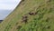 Wild Soay Sheep Grazing on the Side of a Grassy Mountain