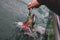 Wild sockeye salmon hooked on a fishing lure