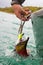 Wild sockeye salmon hooked on a fishing lure