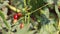 Wild Solanum trilobatum fruit and water mimosa sensitive leaves