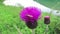 Wild solitary bee on a pink thistle flower in austria